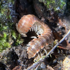 Dicellarius okefenokensis