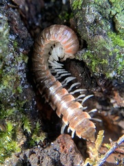 Dicellarius okefenokensis