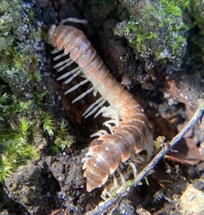 Dicellarius okefenokensis