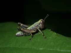Sinopodisma aurata