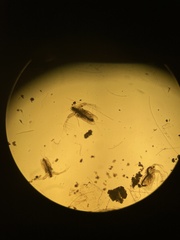 Sididae