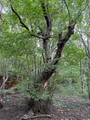 Pteroceltis tatarinowii