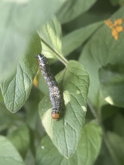 Pyrrhia