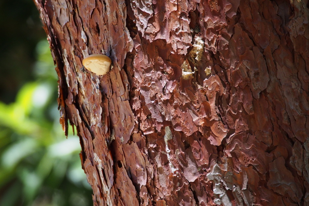 Cryptoporus volvatus · July 2015 · photo: © harumkoh (iNaturalist, cc-by)