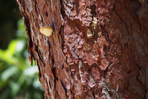 Cryptoporus volvatus