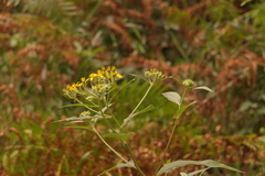 Senecio bayonnensis