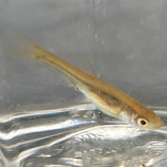 Leucaspius delineatus