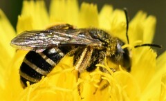 Halictus fulvipes