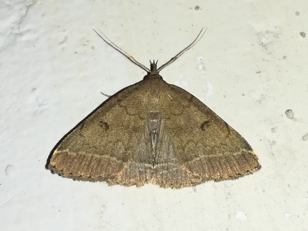 Dusky Fan-foot