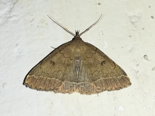 Dusky Fan-foot