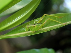 Isopsera denticulata