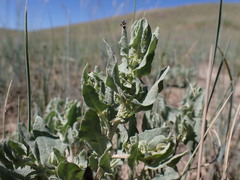 Atriplex argentea