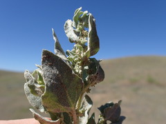 Atriplex argentea