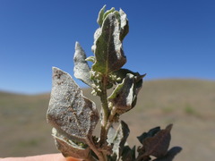 Atriplex argentea