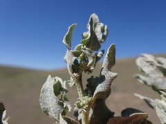 Atriplex argentea