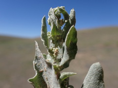 Atriplex argentea