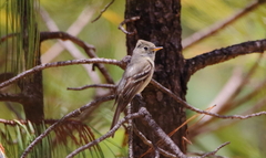 Empidonax affinis