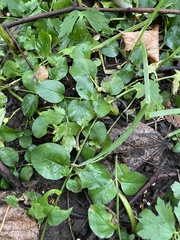 Lysimachia nummularia
