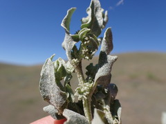 Atriplex argentea