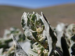 Atriplex argentea
