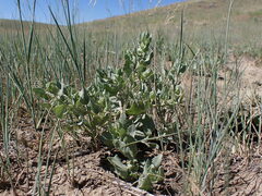 Atriplex argentea