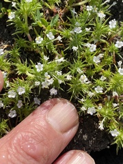 Navarretia intertexta
