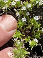 Navarretia intertexta