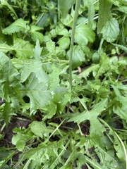 Sisymbrium officinale