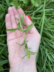 Sisymbrium officinale