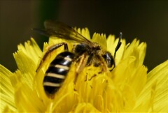Halictus fulvipes