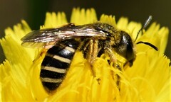 Halictus fulvipes