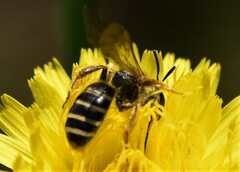 Halictus fulvipes
