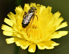Halictus fulvipes