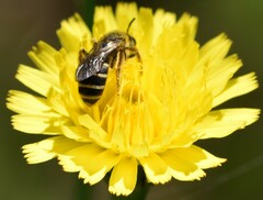 Halictus fulvipes