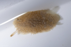 Acanthodoris rhodoceras