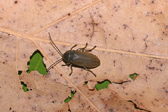 Dascillus cervinus