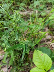 Dichanthelium implicatum