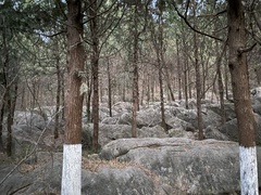 Platycladus orientalis