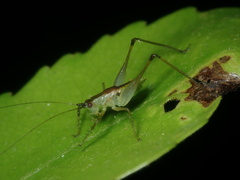 Phlugiolopsis yaeyamensis