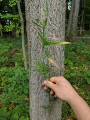 Dichanthelium implicatum