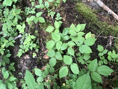 Rubus beamanii