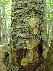 Tyromyces fumidiceps