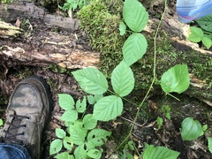 Rubus beamanii