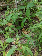 Dichanthelium implicatum