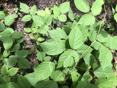 Rubus beamanii