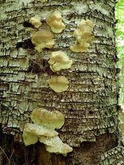 Tyromyces fumidiceps