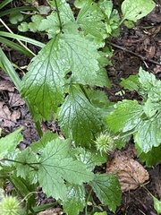Geum urbanum