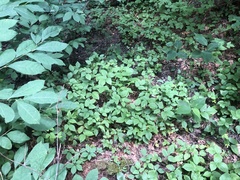 Rubus beamanii