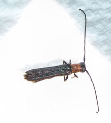 Oberea perspicillata