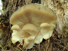 Tyromyces fumidiceps